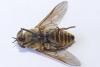 Tabanus sudeticus
